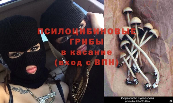 PSILOCYBIN Алзамай